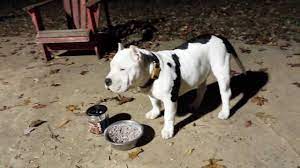 Bully Max Pitbull Supplement Results Bully Max Bully Max Pitbull Puppies
