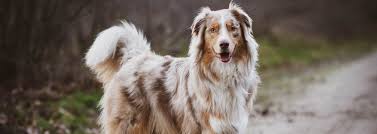 I've had the spot since birth and its about the size of a dime. 5 Common Dog Skin Problems Vetericyn