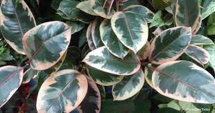It could be food off the table, your stinky socks, or, yes, every plant they nose. Is The Rubber Plant Poisonous