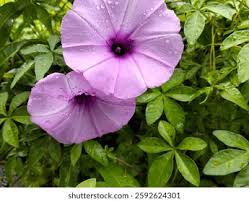 Image result for Ipomoea violacea
