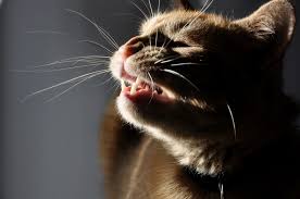 Causes of lip & mouth sores in order… causes of lip & mouth sores. What Should I Do About My Cat S Swollen Lip And Sneezing