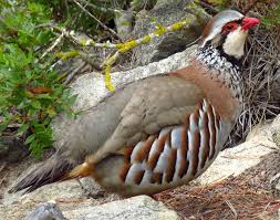 Image result for Alectoris rufa