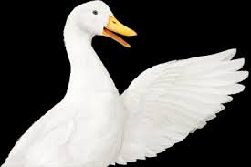 That aflac policy ended up paying my around $8,000. Insurance Calculator Aflac Benefits Estimator
