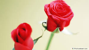 Every day new pictures and just beautiful wallpaper for your desktop flowers completely free. Lovely Flowers Pictures Download 1920x1080 Wallpaper Teahub Io