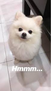 Malacca sara damia homestay melaka. Dog Sitters In Taman Paya Emas With Best Prices On Petbacker