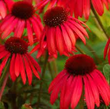 Big Sky Twilight Echinacea Plant Red Flowers Spring Plants Echinacea