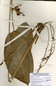 Image result for Sarcophrynium brachystachyum