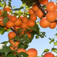 They can be cultivated in melbourne, but if you live in tasmania or in the mountains, you have to look for other suitable fruit trees to plant. 160 Best Washing Dishes Ideas In 2021 Orange Tree Fruit Trees Washing Dishes