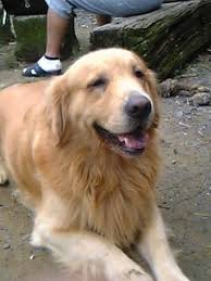 「犬笑顔」の画像検索結果