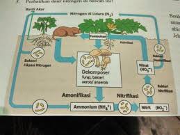 Day 2 Keseimbangan Lingkungan Dalam Daur Biogeokimia Bu Kenapa Awan Mendung Itu Warnanya Gelap Apa Karena Struktur Nya Mungkin Tap Geologi Biologi Guru