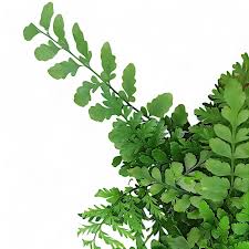 Image result for Asplenium variabile