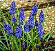 Check spelling or type a new query. Choosing Small Bulbs With Big Colors Fall Bulb Planting Planting Bulbs Muscari