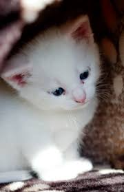Turkish angora kittens are busy and active, but tend to be thoughtful and gentle too. Turkish Angora Kitten Angora Cats Turkish Angora Cat Kitten Pictures