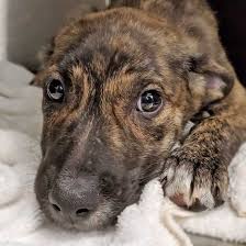 Dogs And Puppies For Adoption In San Diego Dog Adoption Near Me Dog Adoption Photos Dog Adoption