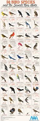 Bird Sounds Birds Singing Listen Do You Ever Listen To Birds Singing And Wonder What They Are Saying To Each Other Bird Song Is A Multi Faceted Complex Fo In 2020 Bird Species Bird Calls Rare Birds