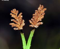 Image result for Schizaea pectinata