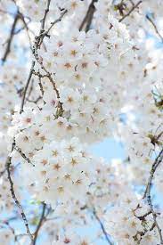 Cherry trees and other fruiting blossom trees are easy to grow, although you need to pay attention to pruning. Beautiful Beautiful Flowers Http Beautifulflowerscollectionsbrando Blogspot Com White Flowers White Cherry Blossom Blossom Trees