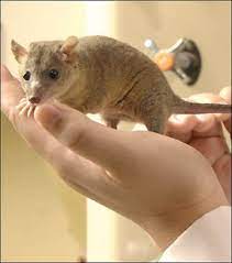 Your local tv guide is an ideal way to make sure you don't miss your favorite shows. Which Small Animal Is The Best Pet For You Pethelpful