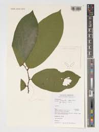 Image result for Annickia