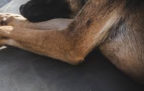 In many cases customers have told us the hair did, indeed, grow back on their dog's elbow. All About Dog Hygromas Great Pet Care