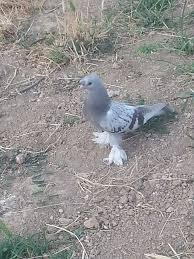 Fatih Yildirim Adli Kullanicinin Guvercin Panosundaki Pin