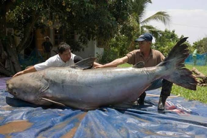 Giant Catfish May Be World's Largest Freshwater Fish | National ...