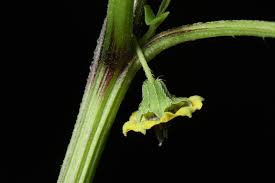 Image result for Physalis lagascae