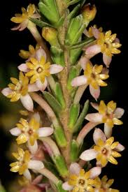 Image result for Struthiola