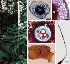 Image result for Anemiaceae