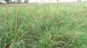 Image result for Sporobolus natalensis