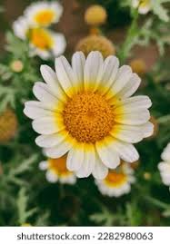 Image result for Glebionis carinata `German Flag`