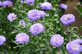 The flowers are usually yellow. 5 Plants You Ll See Everywhere When You Move To Charlotte Nc Sparefoot Moving Guides