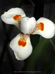 Image result for Dietes flavida