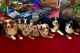 They were born nov 22, 2020 and will be ready to go to their forever home jan 15, 2021. Ross Ranch Mini Aussies Rossranch Miniaussies