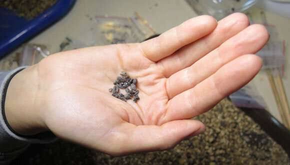 International study reveals genetic link between modern wine grapes and  ancient varieties