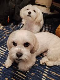 My beautiful girl is not a Maltese even if everyone suspects that. Charlie  is a cross Shy Tzu with Yorkshire Terrier (Shorkie Tzu) and as you can see  she doesn't like to