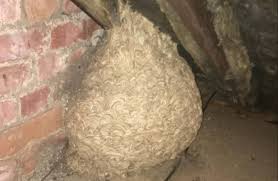 Man Thinks He Found “Hornets” Nest In Attic – Turns Pale When He Realizes  What's Inside