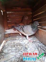 Padahal pada kenyataannya, butuh modal yang besar banget bagi siapa pun yang ingin menekuni aktivitas memelihara burung. Dijual Burung Dara Murah Terpercaya Hewandijual Com