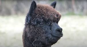 1 appearance 2 personality 3 relationships 3.1 kamijiro 3.2 enemies 3.2.1 kozuki family 3.2.2 straw hat pirates 3.2.3 tama 4 abilities and. Why Was Geronimo The Alpaca Killed By Government Vets The Independent