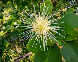 Image result for Sonneratia alba