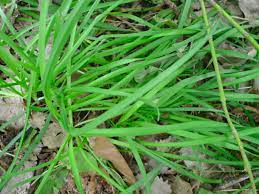 Mist the soil thoroughly with water every day until the grass begins to sprout, and block off the area to keep people and pets from walking over the seeds. Edible Wild You Can Eat Wild Onion Grass And Wild Garlic Delishably