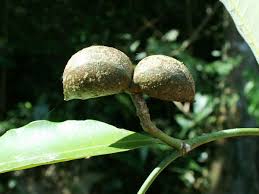 Image result for Tabernaemontana inconspicua