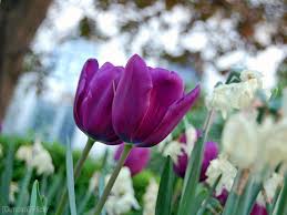 If your chickens eat wisteria you can expect anything from mild gastrointestinal irritation to. 14 Toxic Plants Your Chickens Must Avoid Hobby Farms
