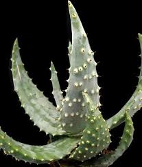 Image result for Aloe aculeata × ortholopha