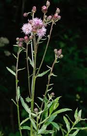 Image result for Erythrocephalum decipiens