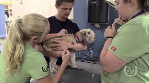 Pet insurance companies allow you to choose which limit you prefer and this can also affect the cost of your premium. Pet Insurance In Las Vegas Nv Las Vegas Veterinary Specialty Center