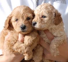 Labrodoodles for sale in houston. Why I Won T Eat My Labradoodle Puppy Until After Bikini Season By Herbie Mcdoolittle Sons Medium