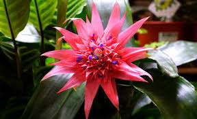 Make sure your pet doesn't get their paws on any plants with bulbs while you're organising your garden for spring, as many of them can be poisonous. Aechmea Fasciata Urn Plant Silver Vase Plant Guide Our House Plants