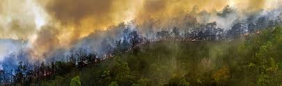 En la zona oeste de estados unidos, esto se ve reflejado en los incendios que actualmente devastan la zona.para los expertos, se. El Humo De Los Incendios Forestales Y El Covid 19 Integrando Culturas