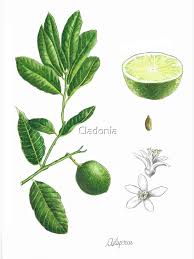 Image result for Citrus × aurantiifolia